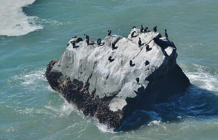 offshore rock with birds
